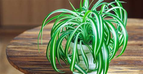 How To Grow And Care For Spider Plants Gardeners Path