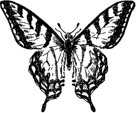 Butterfly clipart black and white. Vintage Butterfly Image - Nice! - The Graphics Fairy