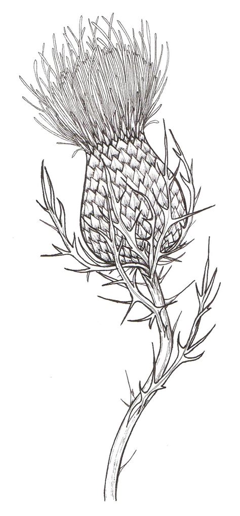 Best Thistle Drawing Sketch With Creative Ideas Sketch Drawing Art