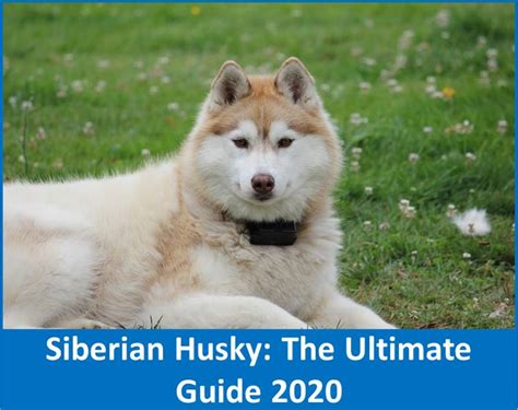 Siberian Husky The Ultimate Breed Guide 2020 Breeders Links And Breed