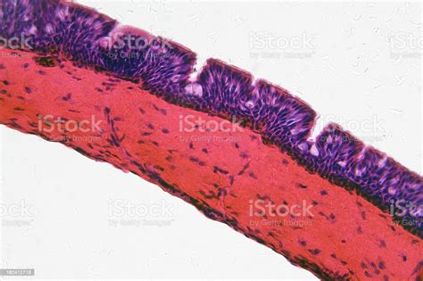 Ciliated Epithelium Stock Photo Download Image Now Abstract