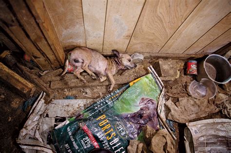 What Happens To Dogs In Puppy Mills