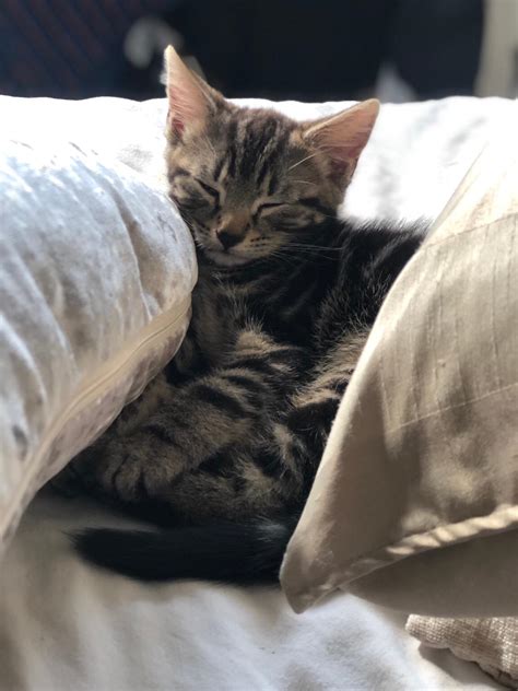 12 Weeks Old Male Tabby Kitten In B29 Birmingham For £3000 For Sale