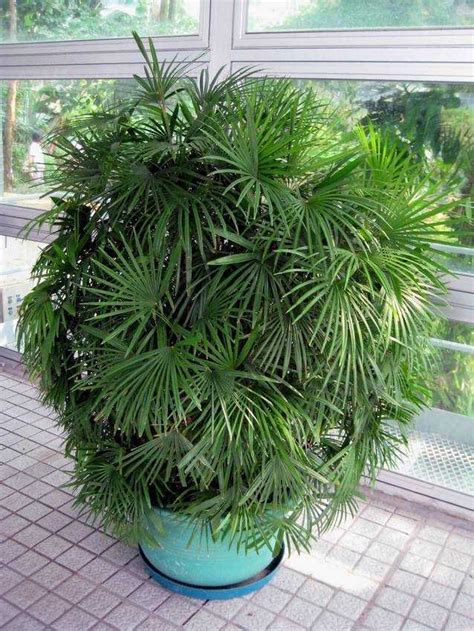 Jade Empress Palm Rhapis Multifida Plantas Internas Plantas