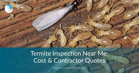 Looking for painters near your area? Termite Inspection Near Me: Cost & Contractor Quotes