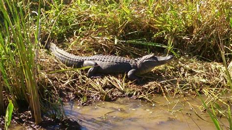 4 Of The Best Places To Spot Alligators In Lower Alabama The Good