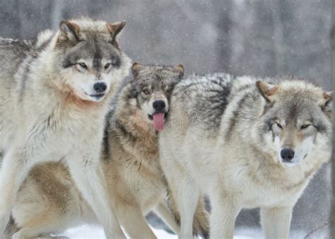 Group Of Young And Hungry Wolves In The Forest In Winter Stock Image