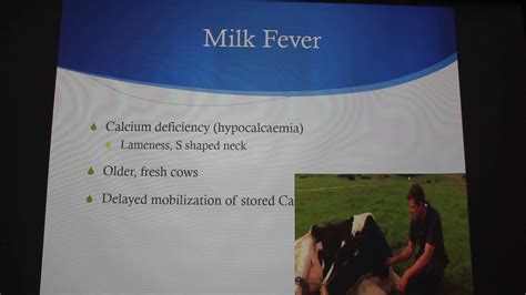 Mastitis Milk Fever And Ketosis In Dairy Cattle Youtube