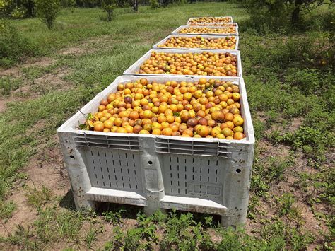 Florida Citrus Season Soured By Imports Citrus Industry Magazine