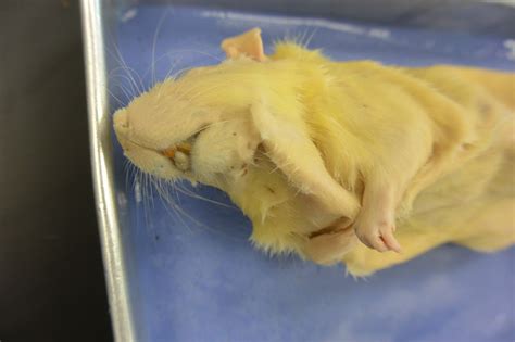 Rat Dissection Biodiversity Lab