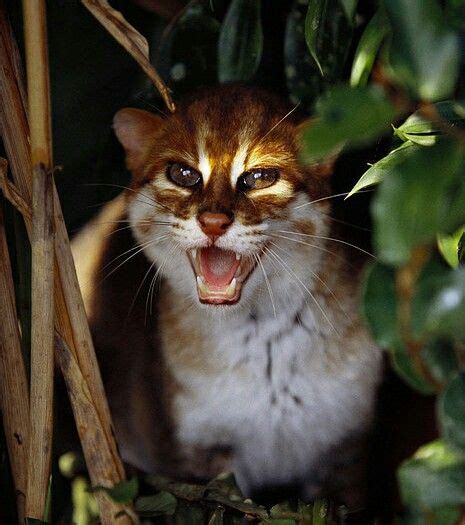 On one side, a very interesting wild cat. Flat headed cat. Asia. | Felino, Gatos, Los felinos