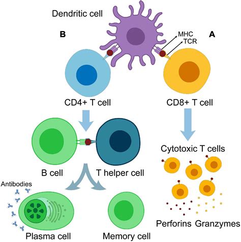 Frontiers Insights Into Dendritic Cells In Cancer Immunotherapy From