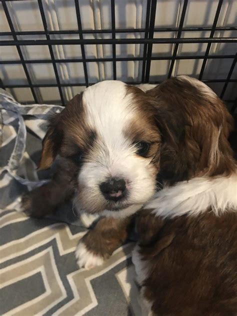 Find havanese puppy in canada | visit kijiji classifieds to buy, sell, or trade almost anything! Happy Paws Havanese - Available Puppies