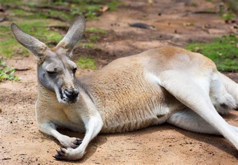Kangaroo Lying Down Chilling Kangaroo Queensland Australia Stock