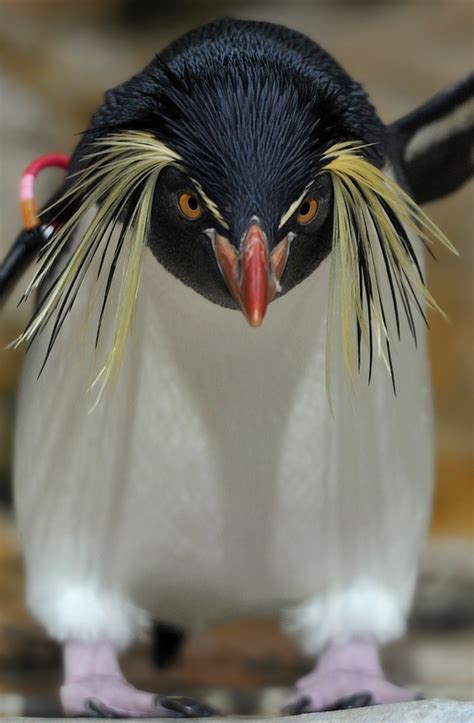 The 25 Best Macaroni Penguin Ideas On Pinterest Baby Penguins Cute