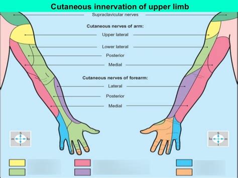 Cutaneous Innervation Of The Upper Limb Diagram Quizlet