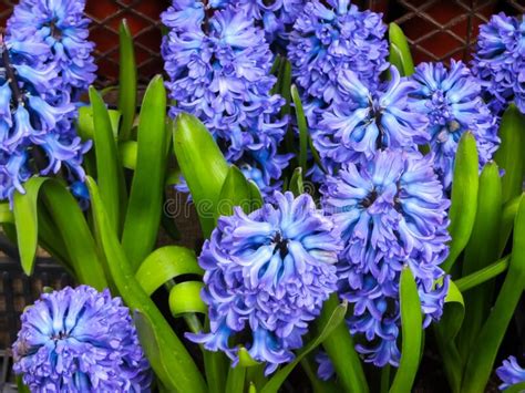 Fine Blue Hyacinths With A Strong Aroma In Flower Pots Stock Photo