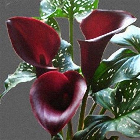 Mini Majestic Red Calla Lily Zantedeschia Aethiopica Zantedeschia