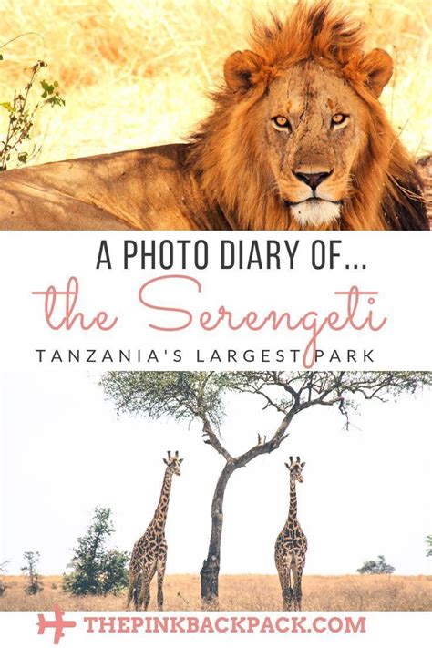 20 Amazing Wildlife Photos Serengeti National Park Tanzania Travel