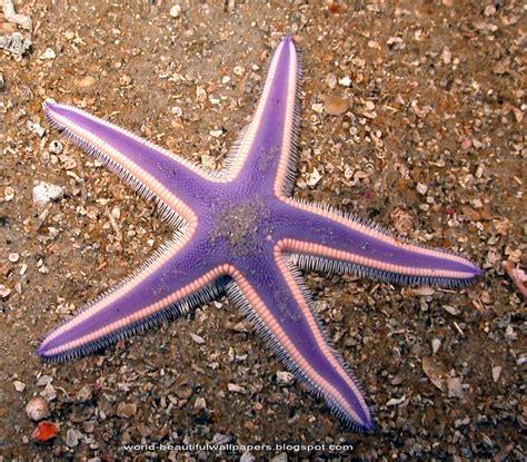 Pin By Kaye Cottrell On Reef Life Starfish Facts Starfish Purple