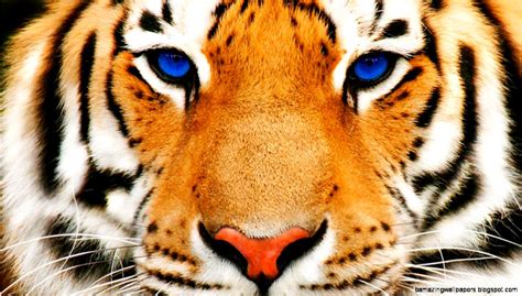 White Bengal Tiger With Blue Eyes Wallpaper Amazing Wallpapers