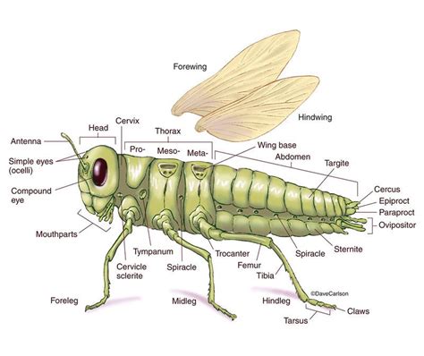 Generalized Insect External Anatomy Zoology Fish Anatomy Insect