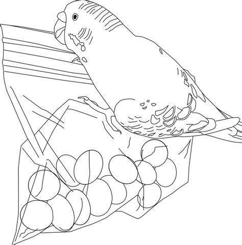 765x922 coloring pages of birds parakeet parakeet coloring page coloring. Parakeet Coloring Pages - Best Coloring Pages For Kids in ...