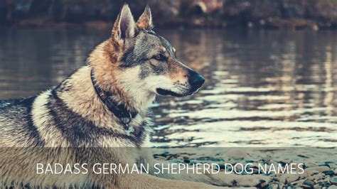 Ultimate List Of The Top 300 German Shepherd Dog Names Cute Badass