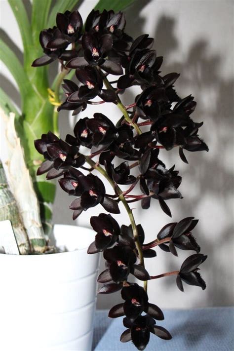 Buy Black Orchid Online Purchase Black Orchids Buy Catasetum Online