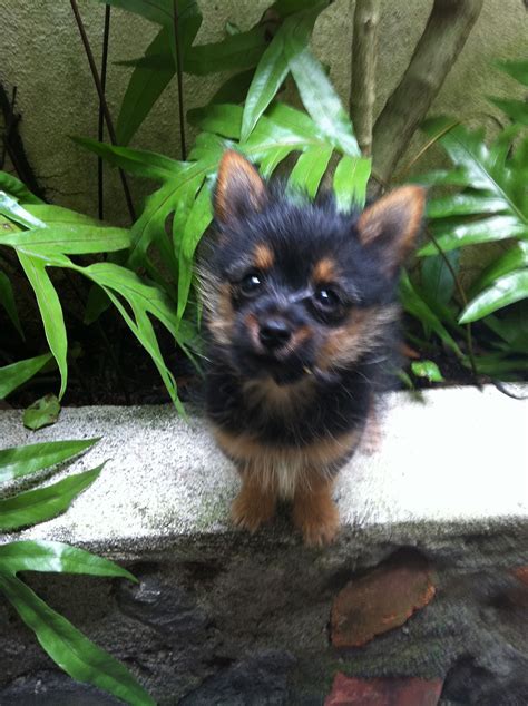 Bamboo My Yoranian Yorkshire Terrier And Pomeranian Mix Puppy