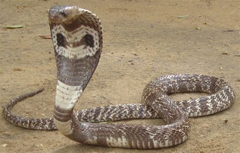Common Cobra Indian Cobra Snakes Identification Service Of Sri Lanka
