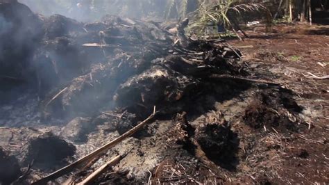 Amoenerosea, while the fungus m. Peat soil fire following slash burn, near Sungai Besar ...