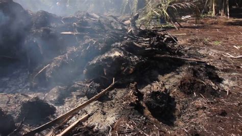 Peat soils are formed by the natural accumulation of partially decayed biomass and are the largest reserves of terrestrial organic carbon. Peat soil fire following slash burn, near Sungai Besar ...