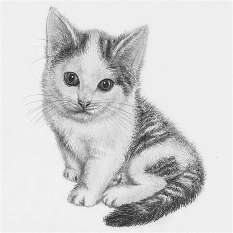 Cat Drawing Easy With Colour Aleya Wallpaper