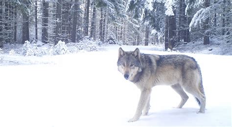 Gray Wolves Regain Federal Endangered Species Act Protections Oregon Wild