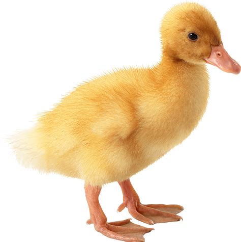 Download Cute Little Duckling Png Image For Free