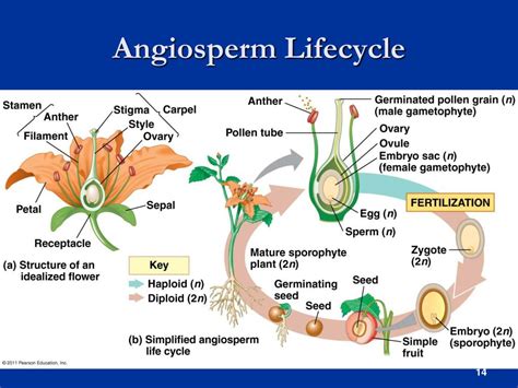 Ppt Angiosperms Powerpoint Presentation Free Download Id1720023