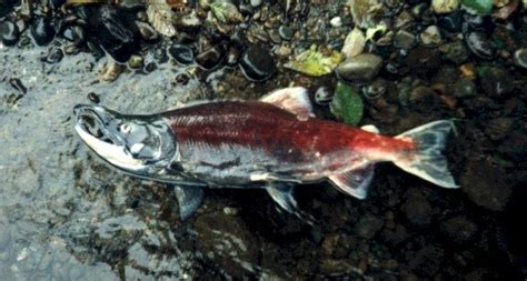 Oncorhynchus suckley, 1861 est un genre de poissons osseux marines et d'eau douce appartenant à famille salmonidae. Sockeye Salmon (Oncorhynchus nerka) - Species Profile