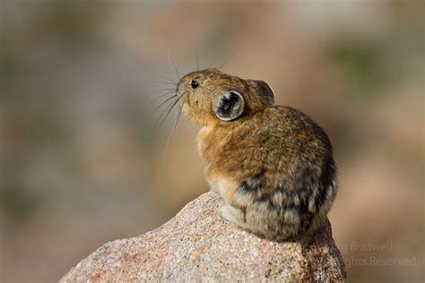 Pika Revisited Show Me Nature Photography