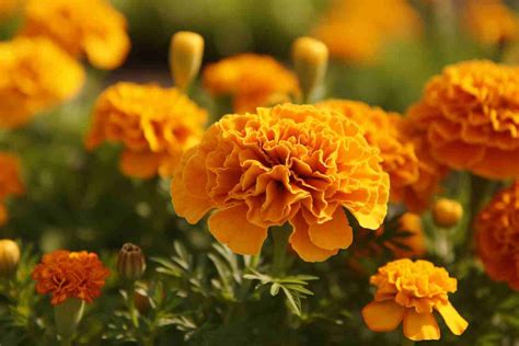 Flores Que Crescem Rápido