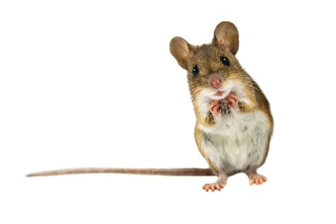 Weve Domesticated The House Mouse For 15000 Years •