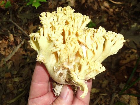 Coral Mushrooms In Sw Ontario Identifying Mushrooms