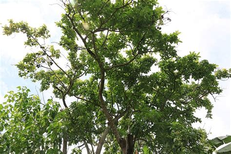 Avocado Tree Wikimedia Commons Earth Buddies
