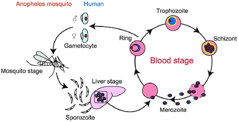 The malaria parasite develops both in humans and in the female anopheles mosquitoes. Life cycle of Plasmodium. falciparum. Schematic ...