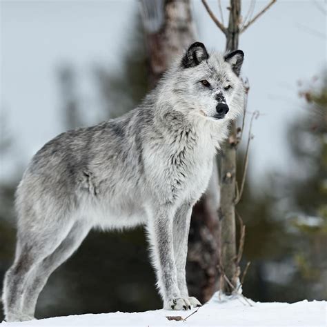 The Tundra Wolf Is One Of The Largest Grey Wolf Subspecies It