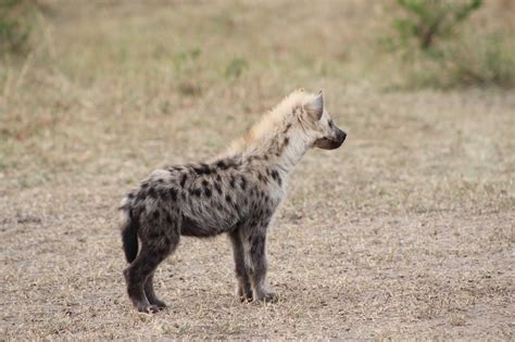 Notes From Kenya Msu Hyena Research Cubs And Their Lineages