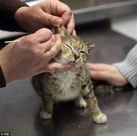 Sunny The Cat Rescued After Nearly Losing Her Ears To Frostbite In