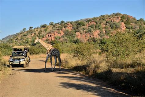 Book The Best Tours And Activities In Pilanesberg National Park Topguide24
