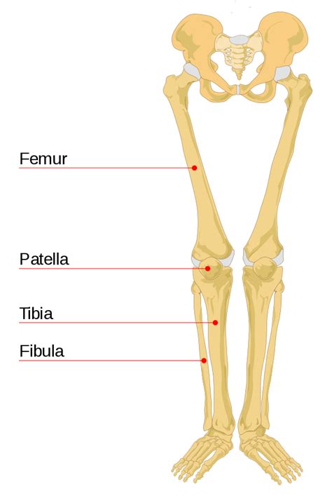 Filehuman Leg Bones Labeledsvg Wikipedia