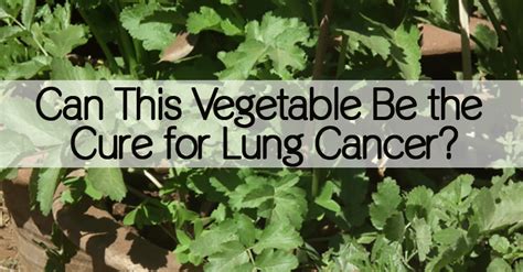 Can This Vegetable Be The Cure For Lung Cancer